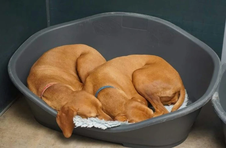 Two brown dogs are snuggled together in a bed.