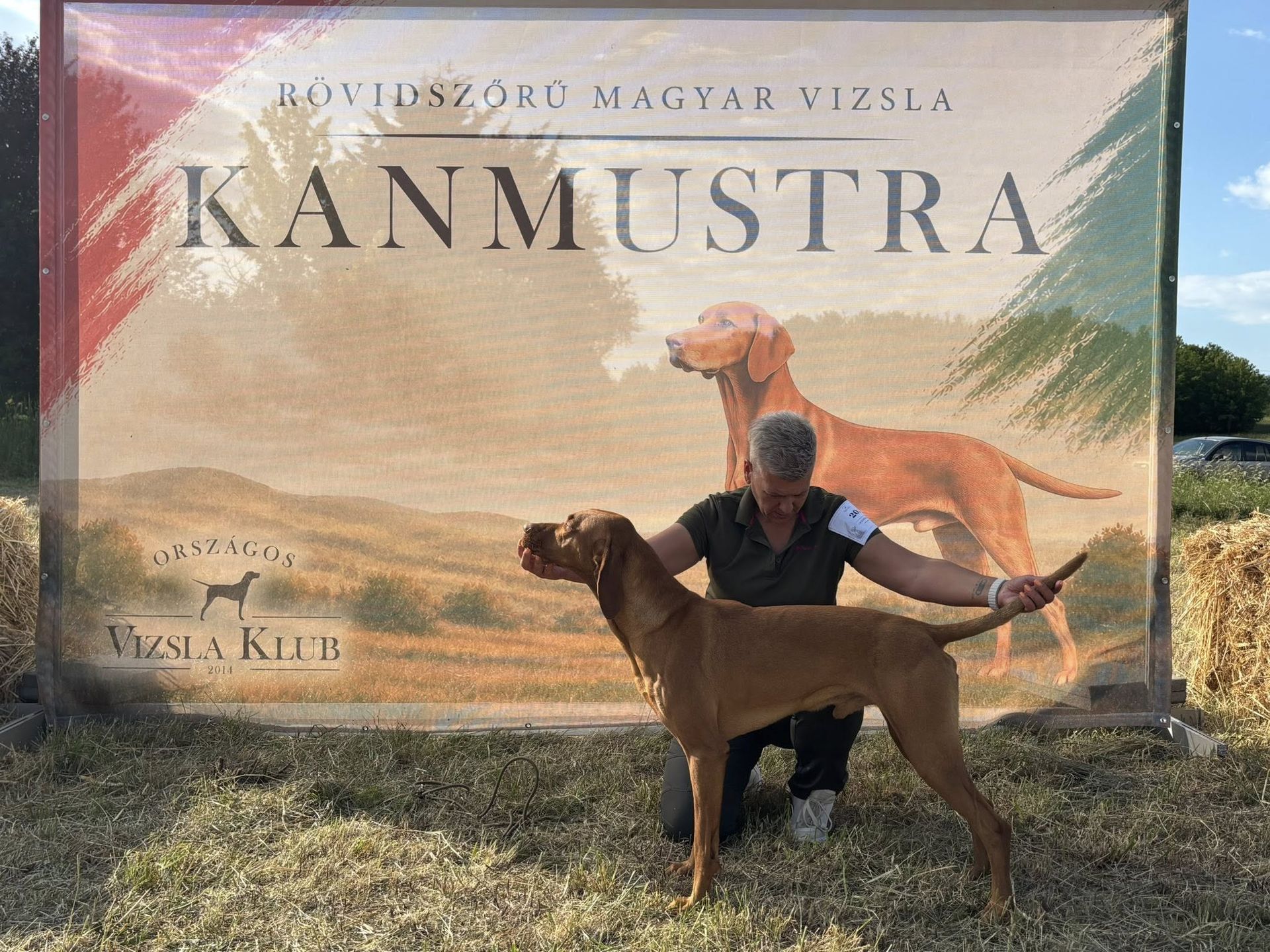 A fotón egy plakát előtt a kutya tulajdonosa állítja sztenderdbe a képen látható Bereki Dalnok rövidszőrű magyar vizsla kutyát. A plakáton egy magyar vizsla, a felirat: kanmustra. A kép az 1. Rövidszőrű magyar vizsla kanmustrán készült.