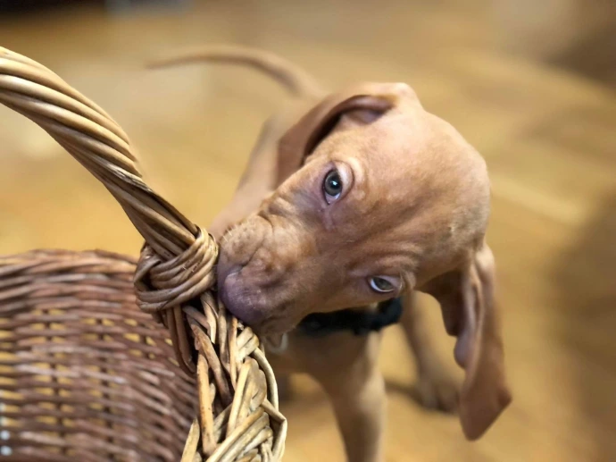 kölyök vizsla rágcsál egy fonott kosarat és a fotóst nézi
