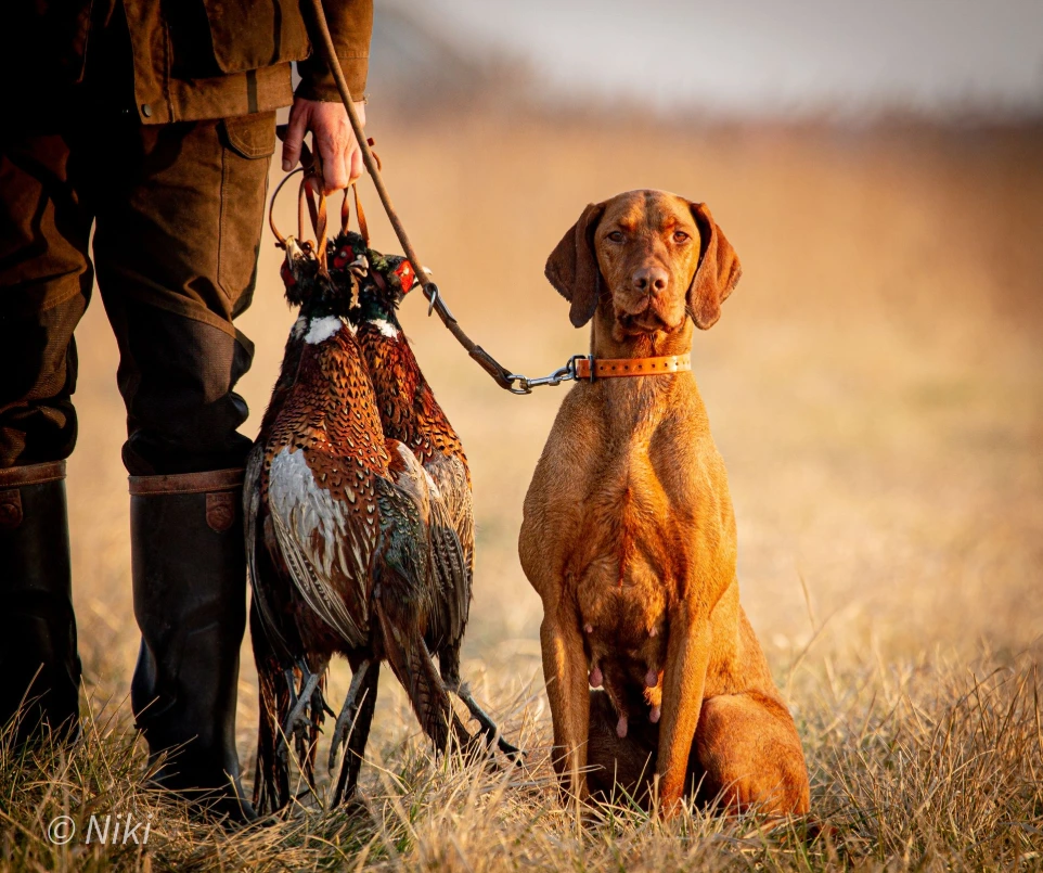 vizsla ül a gazdája mellett, aki vadász és az övéről elejtett fácánok lógnak
