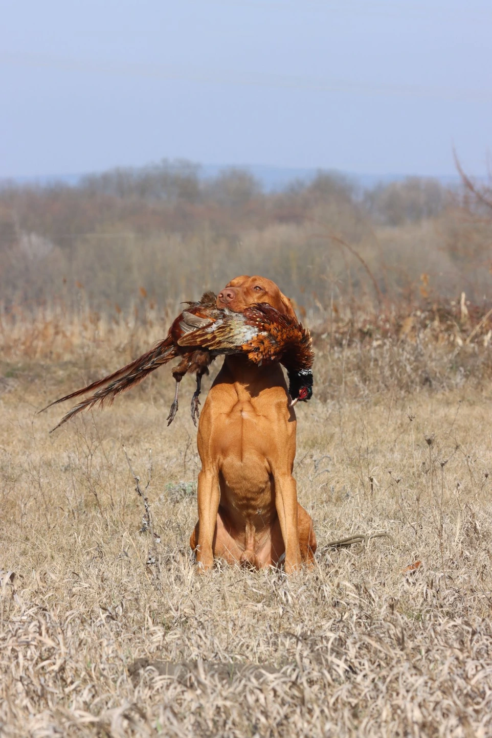 vizsla apportíroz egy fácánkakast