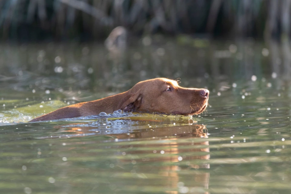 vizsla úszik a vízben