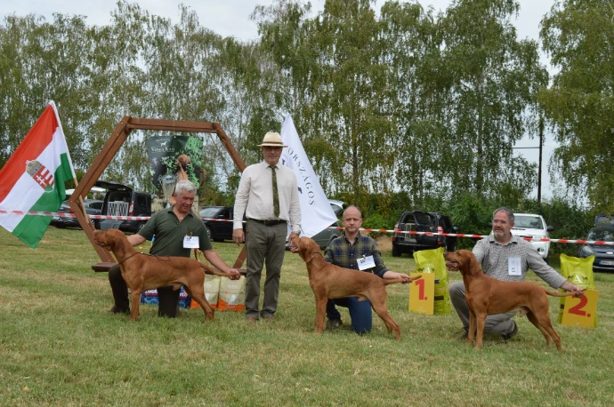 kutyakiállításon három kutyát mutatnak be, a bíró köztük áll