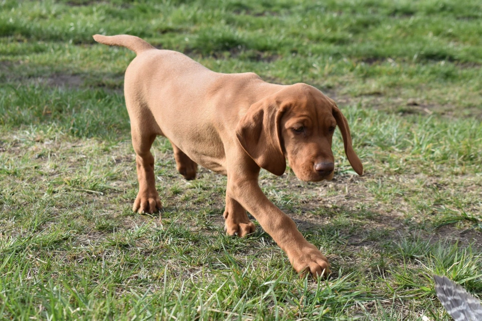 kölyökvizsla szimatol a fűben