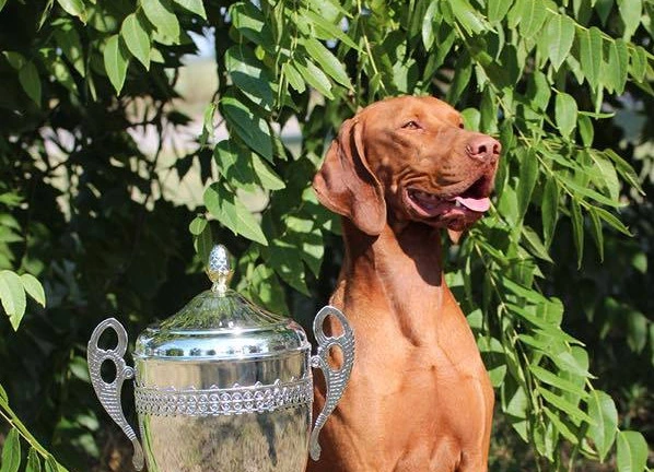 büszke vizsla egy kupa mellett